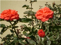 09b403eb-Picture 3093.jpg